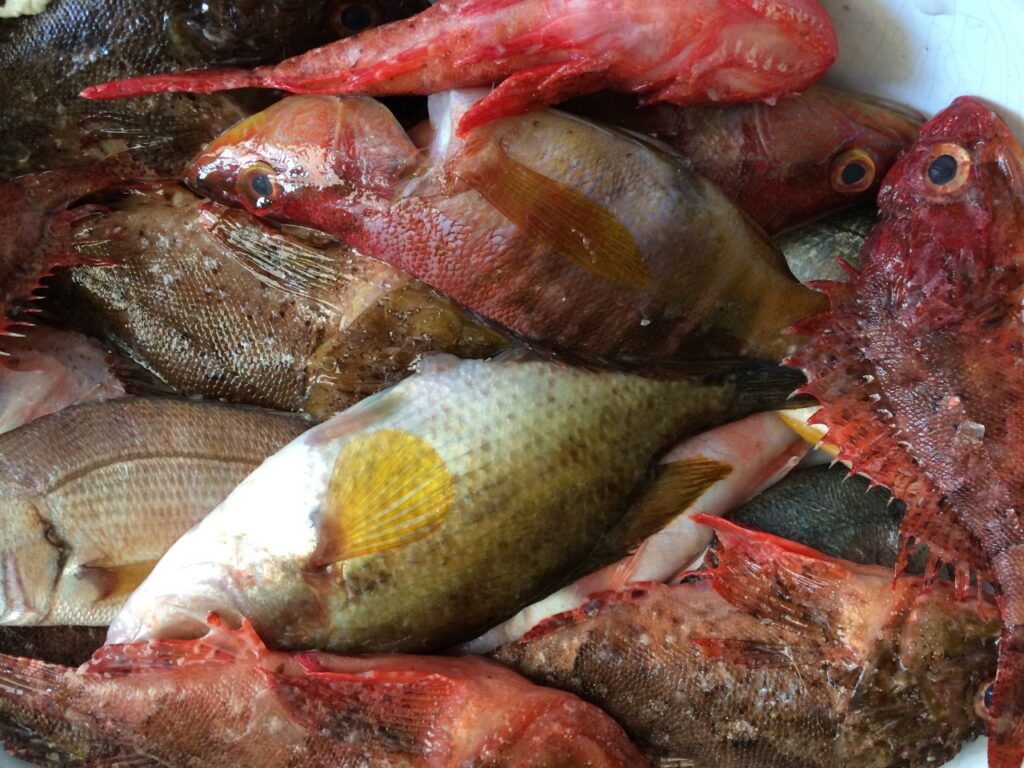 Poissons corses pour la soupe de poisson
